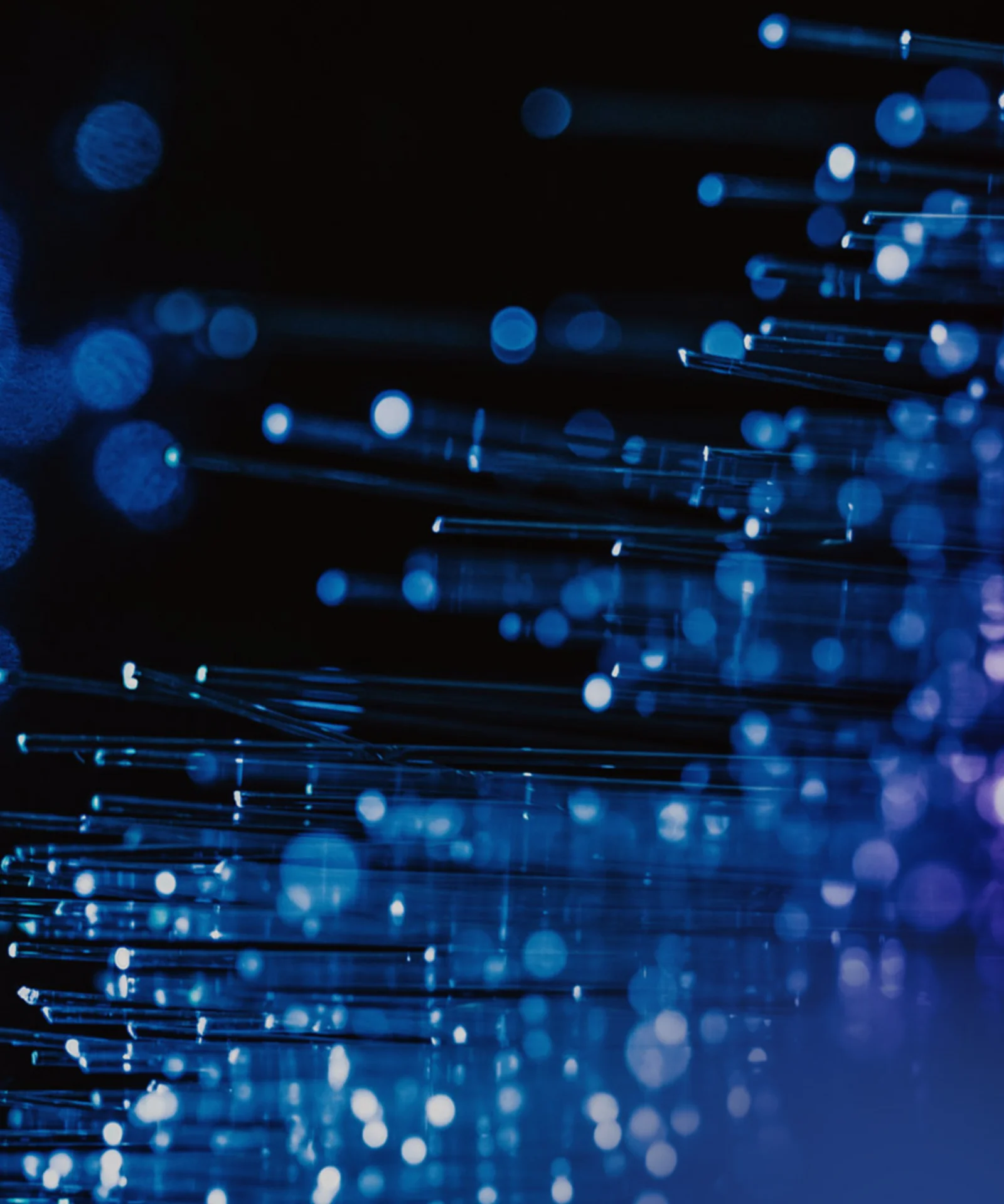 Close-up of fiber optic cables with blue and purple lights, representing advanced technology and high-speed data transmission.