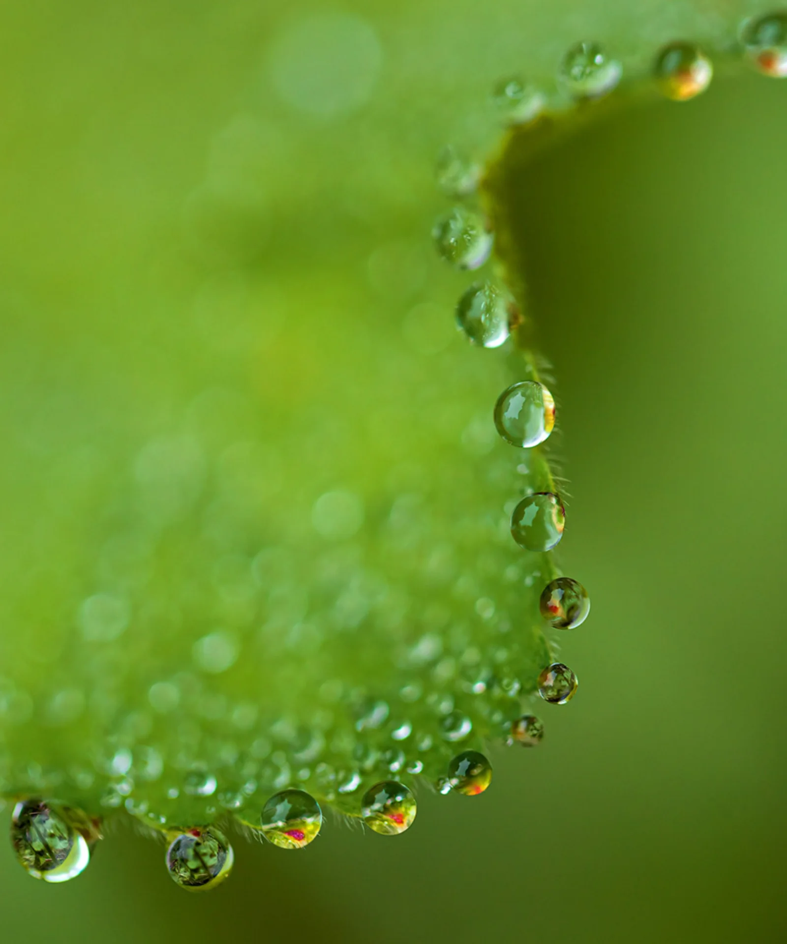 Entdecken Sie mit Genesis die innovative Welt des Green-Bonds-Managements. Das Bild zeigt eine Nahaufnahme von Tautropfen auf einem leuchtend grünen Blatt und spiegelt die Nachhaltigkeit und das Wachstum wider, die mit Green Bonds verbunden sind. Entdecken Sie mit den Experteneinblicken von GFT, wie die Green-Bond-Lösungen von Genesis zur Finanzierung umweltfreundlicher Projekte beitragen und den Übergang zu einer nachhaltigeren Zukunft unterstützen können.