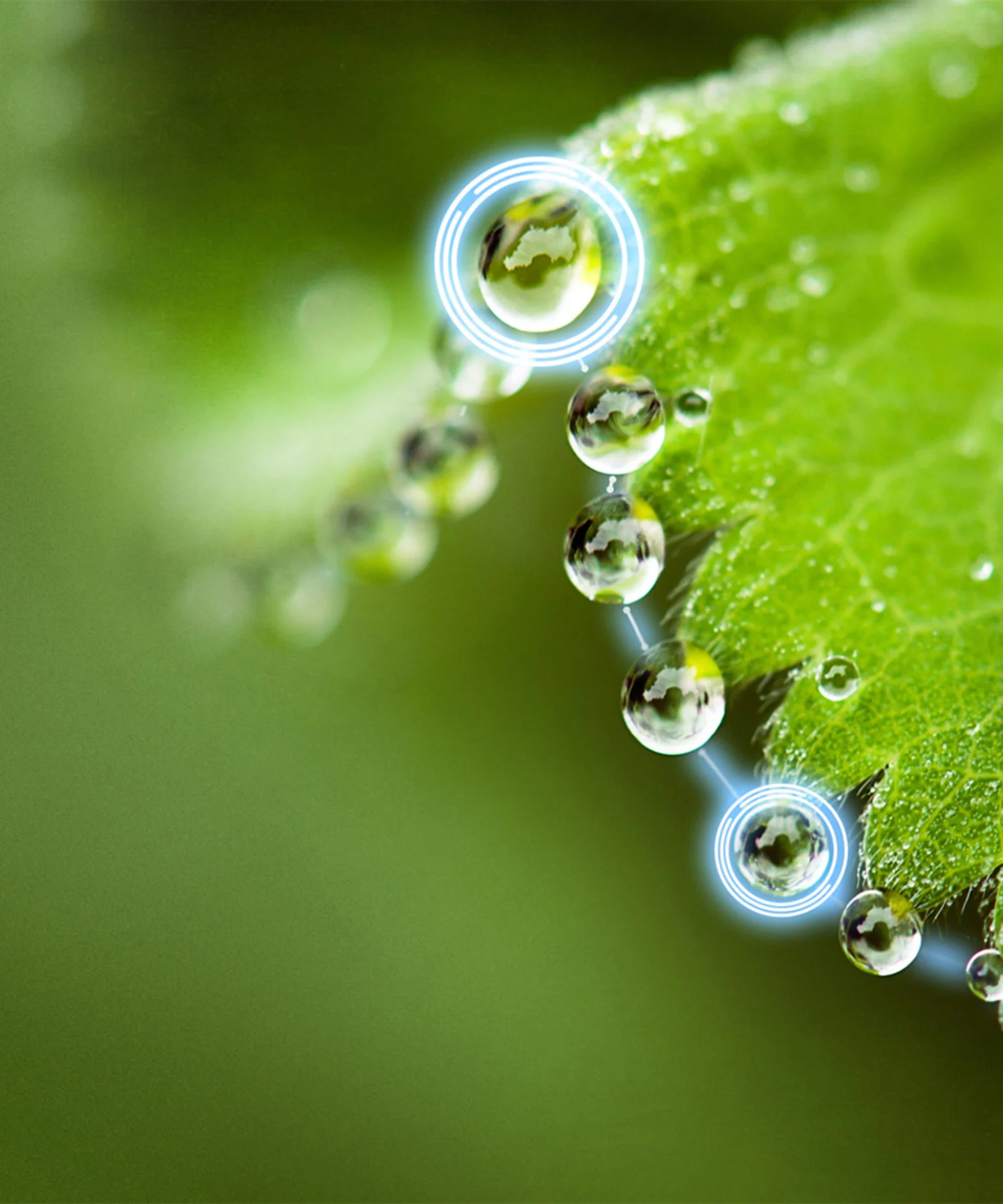 Close-up of dewdrops on a green leaf, symbolising sustainability and digital innovation in green bond tokenisation.