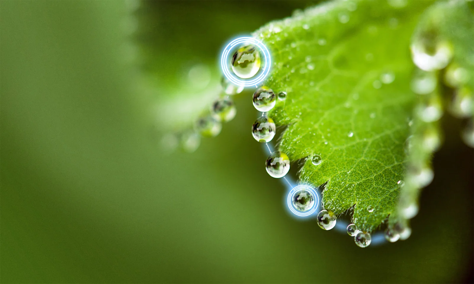 Close-up of water droplets on a green leaf, with digital highlights, symbolising the connection between nature and technology in green bonds management.