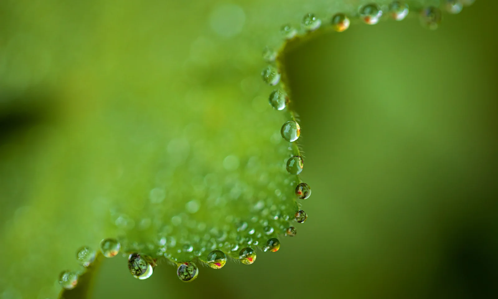 Close-up of dew drops on a green leaf, symbolising the purity, growth, and environmental focus of green bonds management.