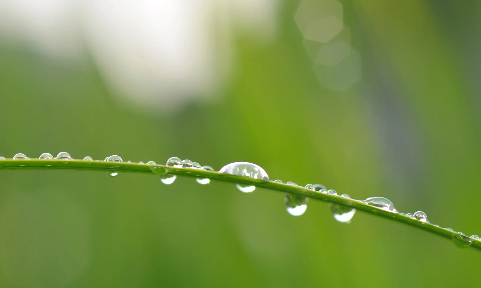 Close de gotas de orvalho em uma folha de grama, simbolizando crescimento e sustentabilidade, em um fundo verde e desfocado.