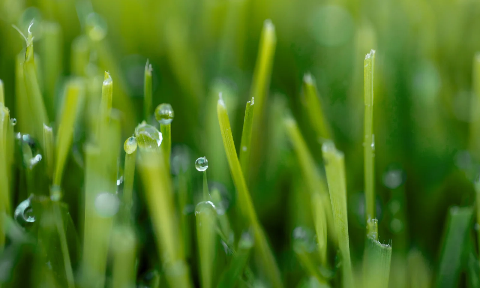 Close-up of fresh green grass blades with dew drops, symbolising sustainable and eco-friendly initiatives.